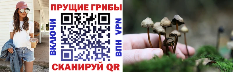 KRAKEN онион  Кушва  Псилоцибиновые грибы MAGIC MUSHROOMS 